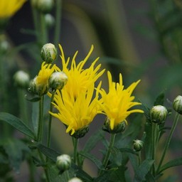 サガ菊