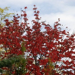 紅葉