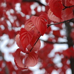 紅葉