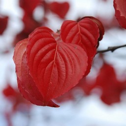 紅葉
