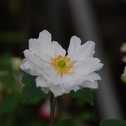 秋明菊