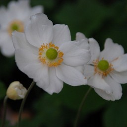 秋明菊