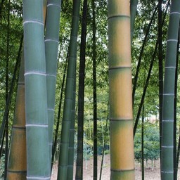 竹林