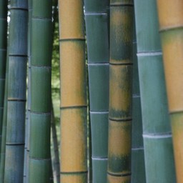 竹林
