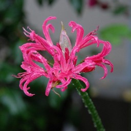 ピンクの花