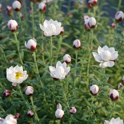 花かんざし