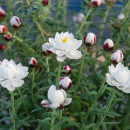 花かんざし