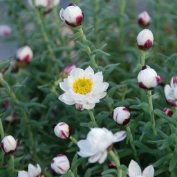 花かんざし