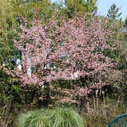 河津桜