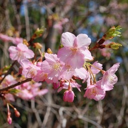 河津桜