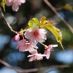 河津桜