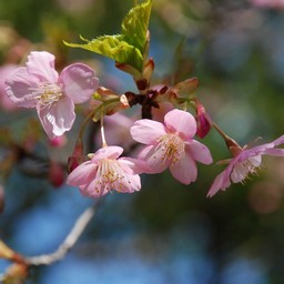河津桜
