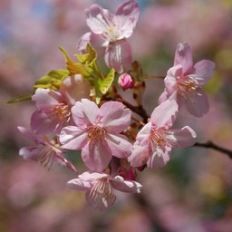 河津桜