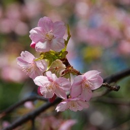 河津桜