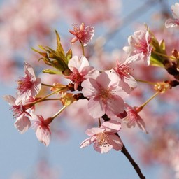 河津桜