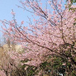河津桜
