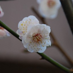 梅