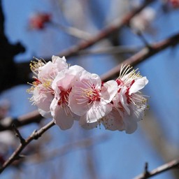 梅