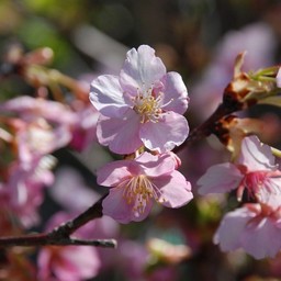 河津桜