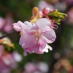 河津桜