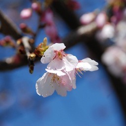 桜