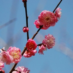 梅