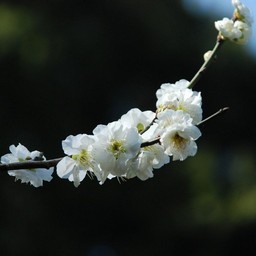 梅
