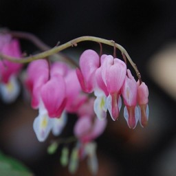 タイツリ草