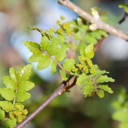 山椒