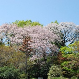 桜