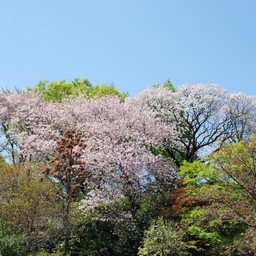 桜