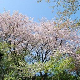 桜