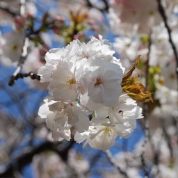 桜
