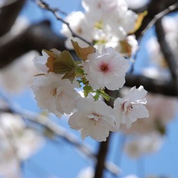 桜