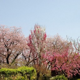桜&桃