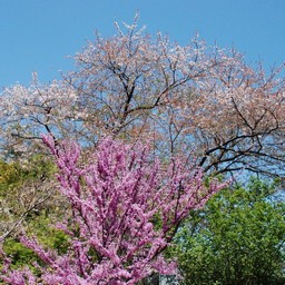 桜