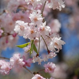 桜