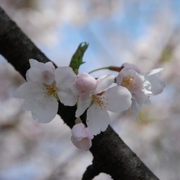 桜