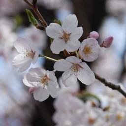 桜