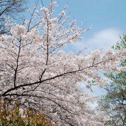 桜