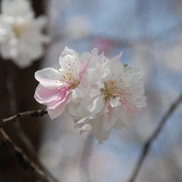 桃