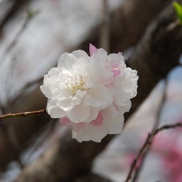 桃