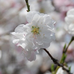 桃