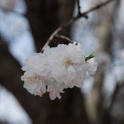 桃