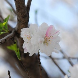 桃