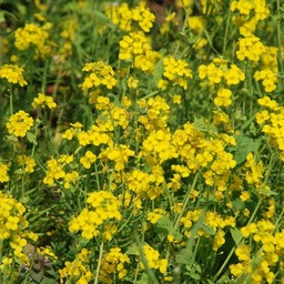 菜の花