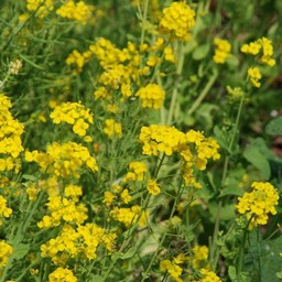 菜の花