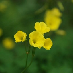 黄色い花