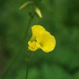 黄色い花
