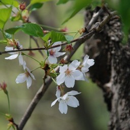 桜
